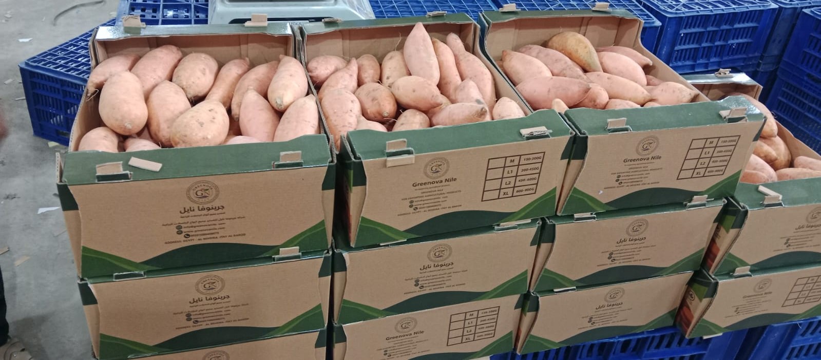 Today we’re exporting a shipment of Bolivian potatoes