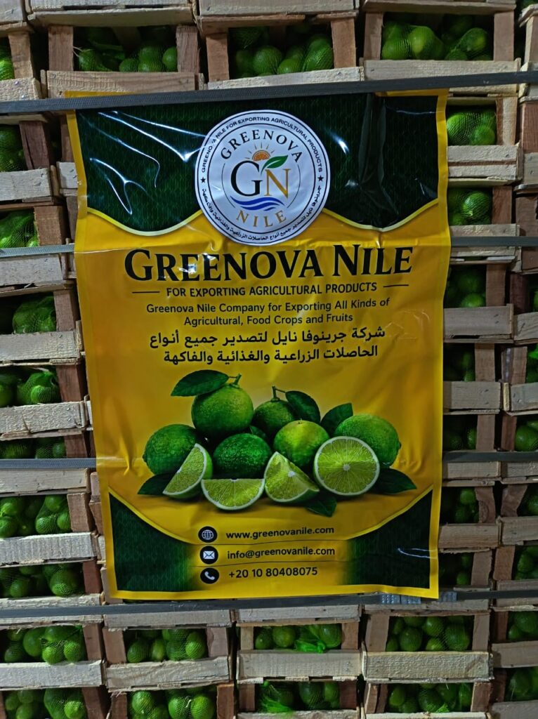 Egyptian Lemons, Export Quality