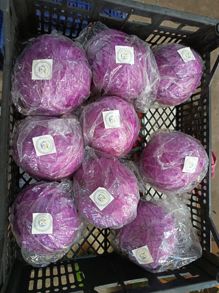 🟣 Ever wondered where the freshest red cabbage comes from?