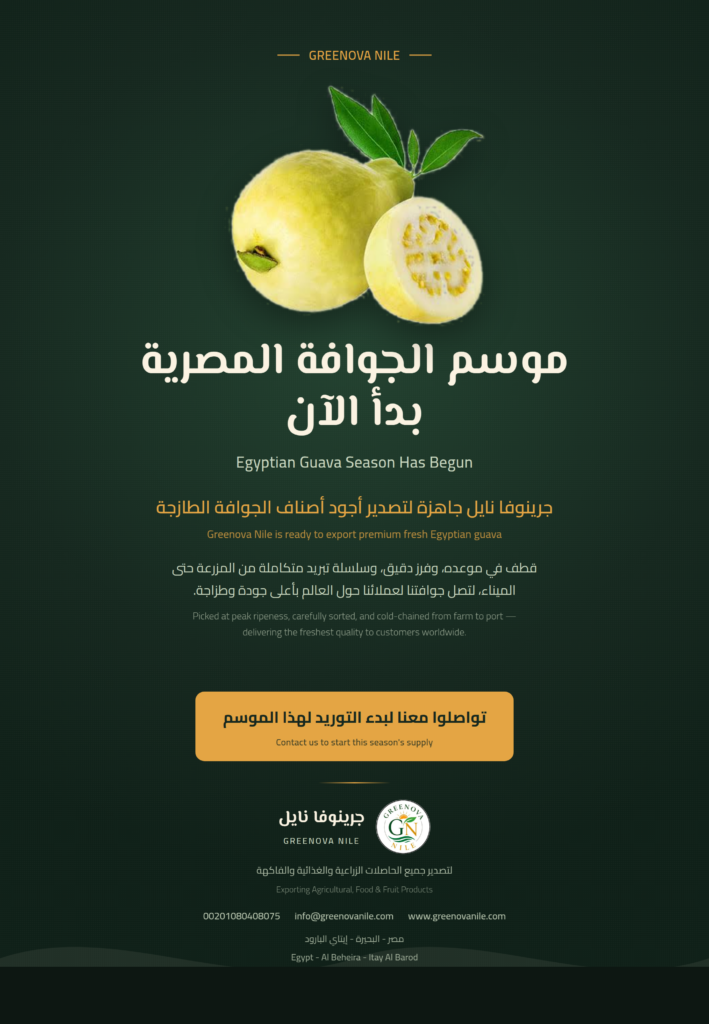 Egyptian Guava Season Has Begun